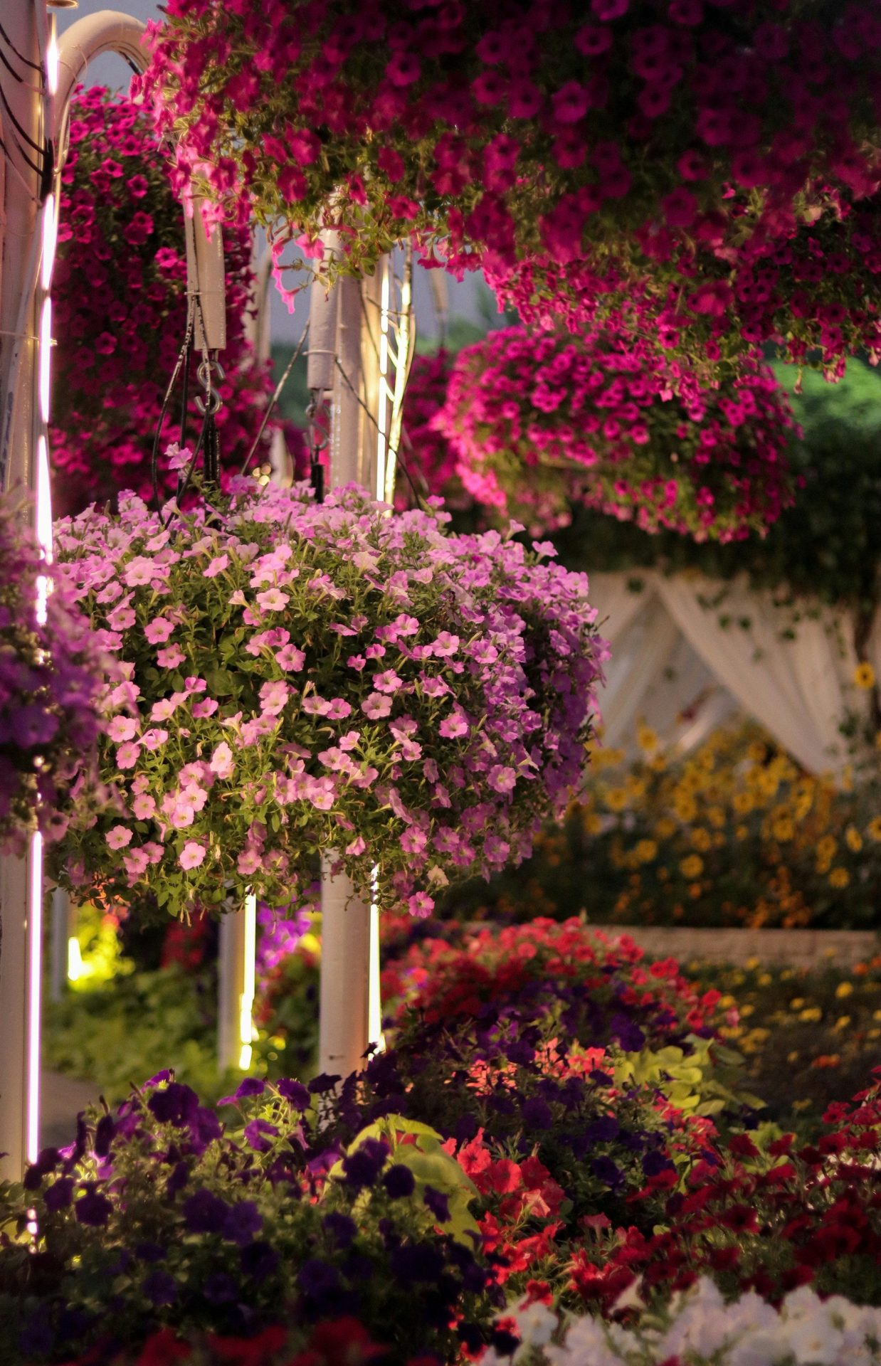Dubai Miracle Garden Tickets