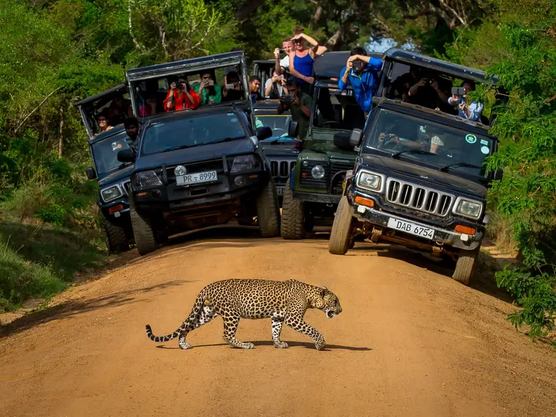 Private Day Trip to Sigiriya, Cave Temple &amp; National Park Safari Tour